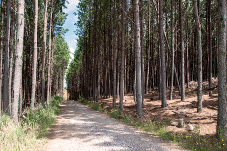 Road in the forest with pine trees in the background, Brazil