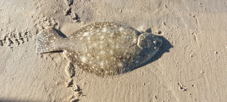 Flounder on the beach in Brazil