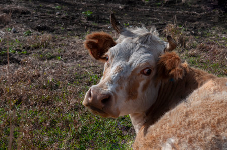Close-up of a cow on a pasture in the village.の写真素材