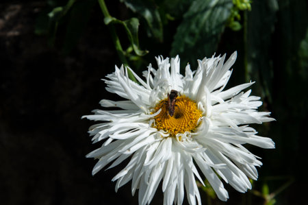 White daisy flower with bee on the petals in the garden
