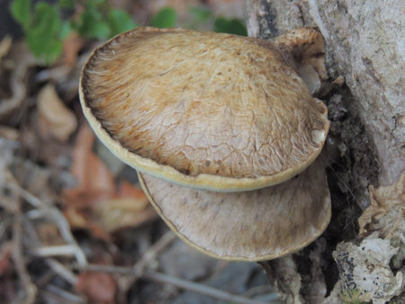 Mushroom growing on a tree in the forest, close up