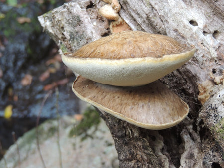 Mushroom growing on a dead tree in the forest, close up