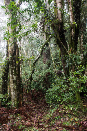 Rainforest in Doi Inthanon National Park, Chiang Mai, Thailand