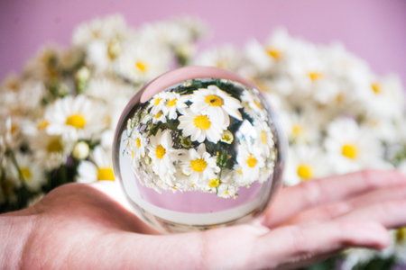 Crystal ball with chamomile flowers in the hands of a girlの写真素材