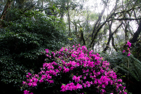 Beautiful pink azalea flowers