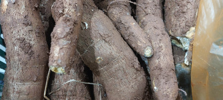 Close-up of cassava roots in the vegetable garden. Selective focus.の写真素材