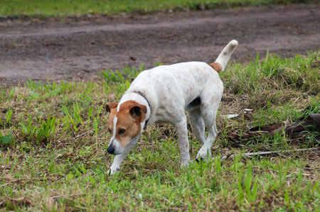 dog on the grass in the park, brazil.
