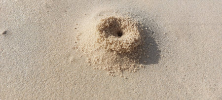 close up of an ant burrow on the beach with sand as a backgroundの写真素材