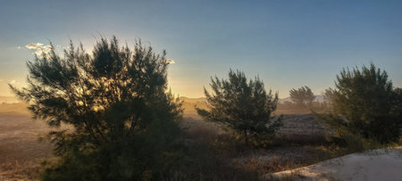 Panoramic view of the desert at sunset with trees in the foregroundの写真素材
