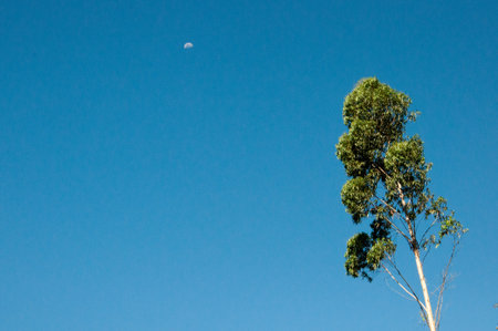Eucalyptus tree and moon in the blue sky.の写真素材