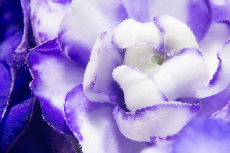 Purple and white violet flower macro close up background.の写真素材