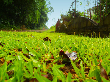 Green grass in the garden. Nature background. Selective focus.の写真素材