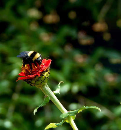 Bumblebee on a red flower in the garden in the summer