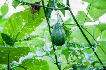 Cucumis sativus plant in the garden, stock photoの写真素材