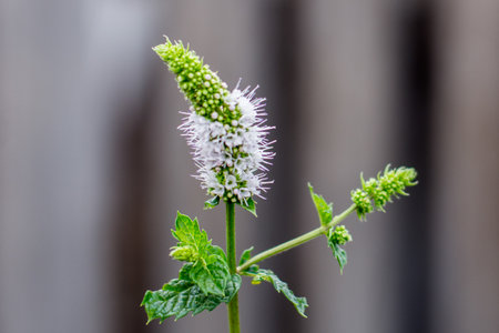 Close up of peppermint flower (Mentha officinalis)