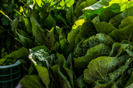 Organic vegetable garden in summer, closeup of green leaves.の写真素材
