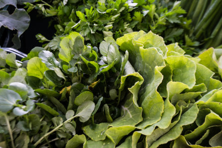 lettuce and parsley in a vegetable market, closeup of photoの写真素材
