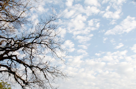 Dry branches of a tree against the blue sky with clouds.