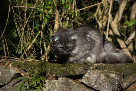 Gray cat lying on a stone wall with green leaves in the background