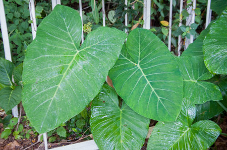 Leaves of taioba in gardenの写真素材