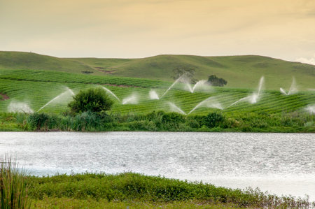 Watering the plantation in brazilの写真素材