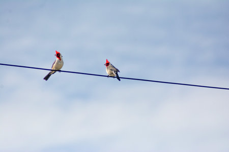 Two birds on a wire against a blue sky.