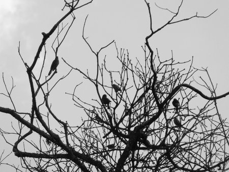 Birds on the branches of a tree. Black and white photo.の写真素材