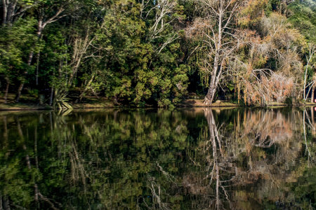 Reflection of trees in the lake, natural background