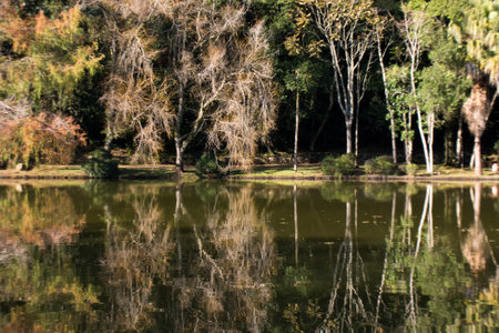 Reflection of trees in the lake, autumn season in the park