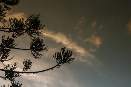 Silhouette of an araucaria tree against the sky with clouds.の写真素材