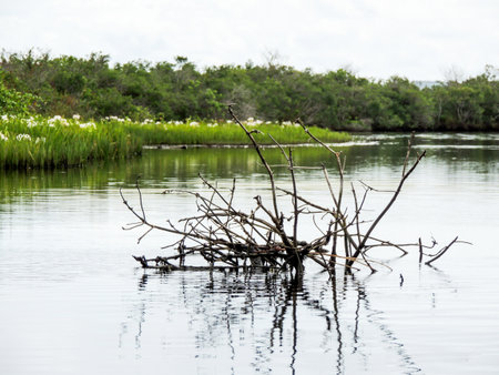 A dead tree in the middle of a river in Brazil