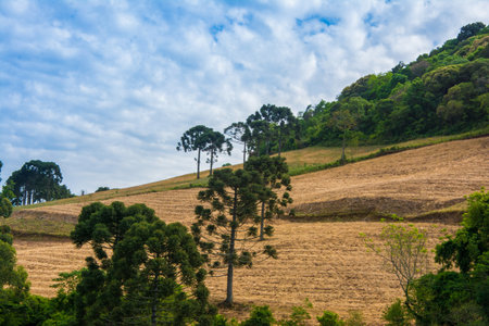field next to treesの写真素材