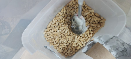 Cute little hamster eating dry food in a bowl.の写真素材