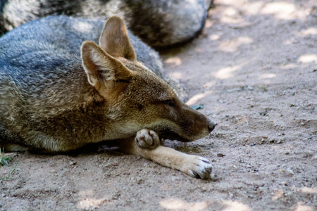 fox (Lycalopex gymnocercus) sleeping peacefully on the groundの写真素材