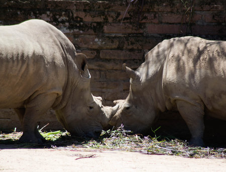 Two rhinoceros on the ground in the zoo.の写真素材