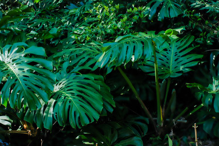 Tropical green leaves in the rainforest, nature background.の写真素材