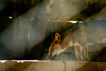 fox (Lycalopex gymnocercus) in a zoo