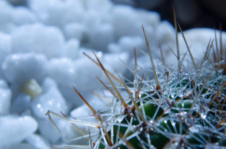 Cactus in a pot with water drops. Close-up.の写真素材
