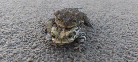 cane toad mating on the beachの写真素材