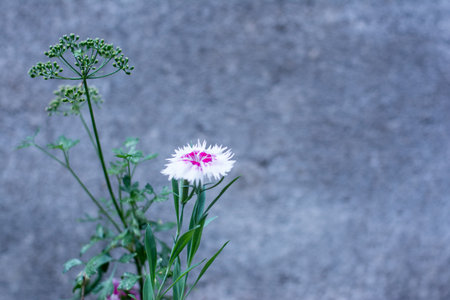 Dianthus chinensis flower with gray cement wall backgroundの写真素材