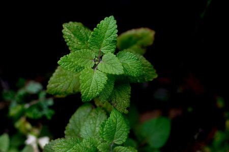 Lemon balm (Melissa officinalis) in pot