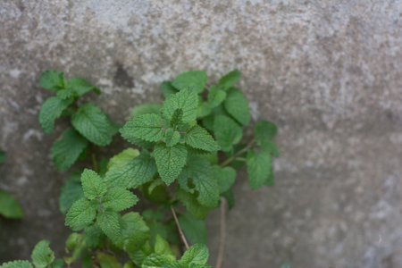 Peppermint leaves on the concrete wall. Mint leaves in the garden.の写真素材