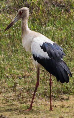 Image of a stork on the grass in Brazil.の写真素材