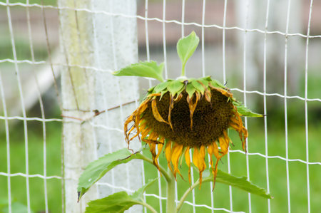 Sunflower in the garden on a background of green grass and fenceの写真素材