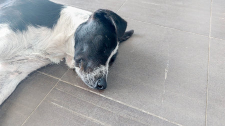 Dog sleeping on the floor in the public park.の写真素材