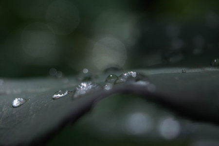 Water droplets on a leaf in the garden. Selective focus.