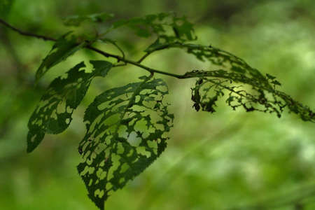 Green tree leaves with holes eaten by insects.の写真素材