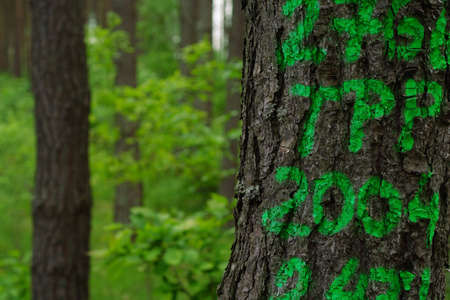 Trunk of the tree marked with green paint.の写真素材