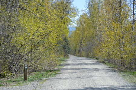 Forest path in early springの写真素材