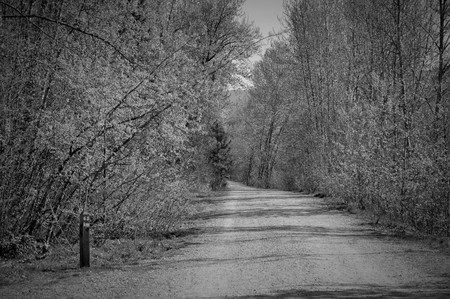 Black and white forest pathの写真素材